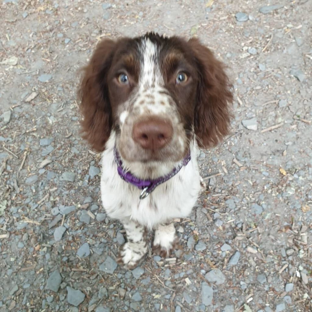 Gracie